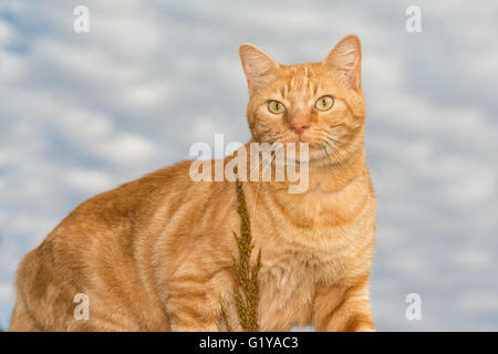 Schöne Ingwer Tabby Katze gegen bewölktem Himmel Stockfoto