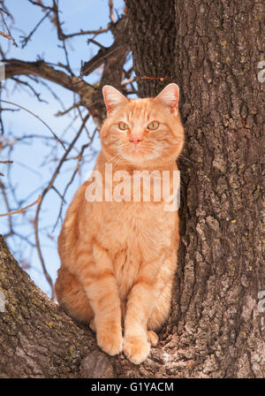 Schöne Ingwer Tabby Katze in einem Baum sitzend Stockfoto