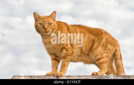 Ingwer Tabby Katze auf der Suche auf den Betrachter, gegen bewölktem Himmel Stockfoto