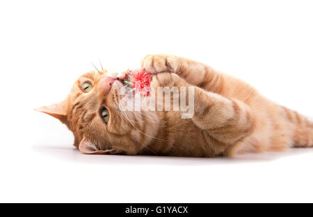 Ingwer Tabby Katze mit einem roten Ball spielt, hielt sie in seinen Pfoten, beißen-auf weiß Stockfoto