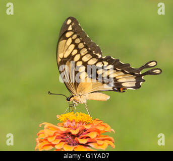 Riesige Schwalbenschwanz Schmetterling Fütterung auf eine orangefarbene Blume Zinnie Stockfoto
