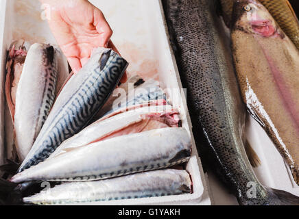 Hände, die Vermittlung von frisch gereinigt Fische in einer Box mit Eis Stockfoto