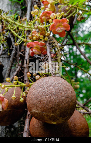 Couroupita Guianensis - Cannonball Baum Blumen Stockfoto