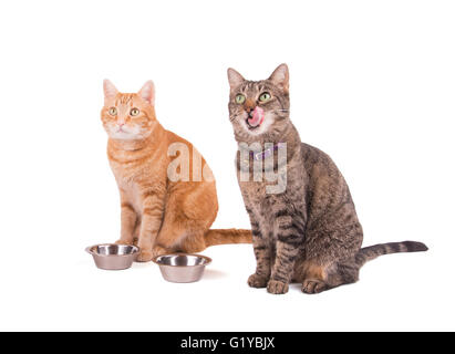 Zwei Tabbies, braun und Ingwer, sitzt neben ihrer Futternäpfe, Abendessen, mit einem lecken ihre Lippen auf weiß warten Stockfoto