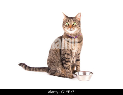 Braun Tabby Katze Abendessen, sitzt neben ihrer Schüssel auf weiß warten Stockfoto