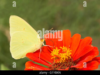 Männliche Phoebis Sennae, wolkenlosen Schwefel Schmetterling Fütterung auf eine Zinnia Blume Stockfoto