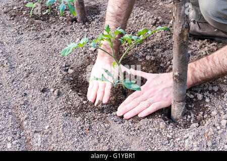 Nahaufnahme der Bauer Pflanzen Tomaten im Garten im Frühjahr Stockfoto