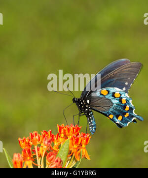 Battus Philenor, Pipevine Schwalbenschwanz Schmetterling, Fütterung auf eine orange Butterflyweed Stockfoto