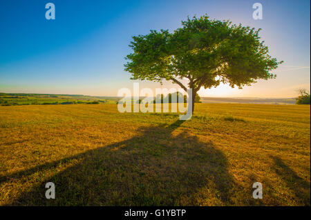 Einsamer Baum gegen Sonnenuntergang Gießen Schatten auf einem abgeernteten Feld in Deutschland Stockfoto