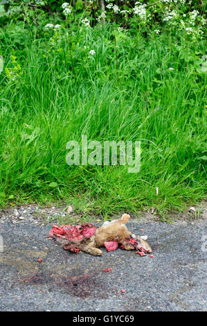 Tote Kaninchen gequetscht auf einer ländlichen Landstraße nach Überfahren einer Auto-England-Vereinigtes Königreich Stockfoto