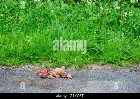 Tote Kaninchen gequetscht auf einer ländlichen Landstraße nach Überfahren einer Auto-England-Vereinigtes Königreich Stockfoto