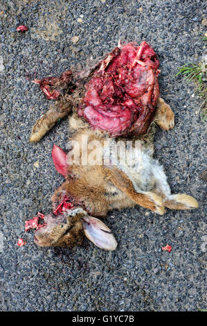 Tote Kaninchen gequetscht auf einer ländlichen Landstraße nach Überfahren einer Auto-England-Vereinigtes Königreich Stockfoto