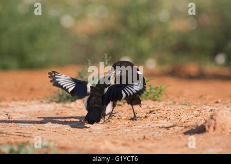 Eurasische Elster Pica Pica junge betteln Belchite Spanien Stockfoto