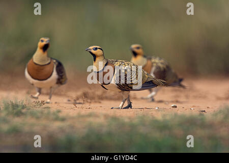 PIN-tailed Sandgrouse Pterocles Alchata, männliche Belchite, Aragon, Spanien, Juli Stockfoto
