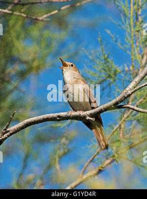 Nachtigall Luscinia Megarhynchos in Lied kann Camargue-Provence-Frankreich Stockfoto