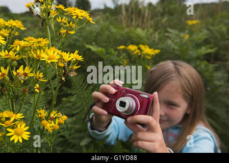 Junges Mädchen fotografieren Cinnibar Moth Raupen auf Kreuzkraut, Kelling Heath Norfolk Sommer Stockfoto