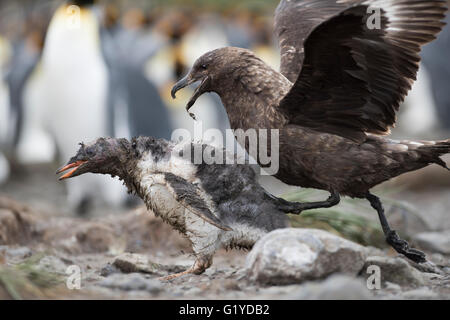 Braune Skua Stercorarius Antarcticus Angriff auf ein Gentoo Penguin Pygoscelis Papua-Küken, die in einem Königspinguin Colo gewandert hat Stockfoto