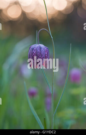 Karierte Lilie (Fritillaria Meleagris), Emsland, Niedersachsen, Deutschland Stockfoto