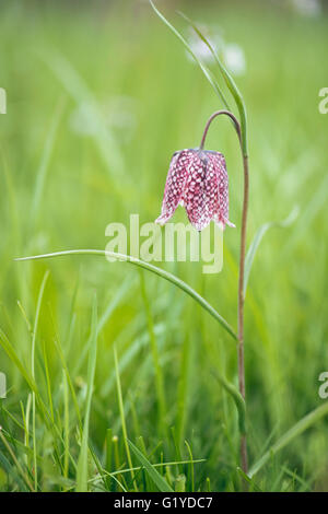 Lila kariert Lilie (Fritillaria Meleagris), Niedersachsen, Deutschland Stockfoto