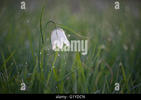 Weiße karierte Lilie (Fritillaria Meleagris), Wiese mit Tautropfen, Niedersachsen, Deutschland Stockfoto