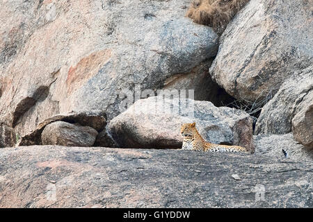 Leopard (Panthera Pardus) liegen auf Felsen und auf der Suche, Bera, Rajasthan, Indien Stockfoto