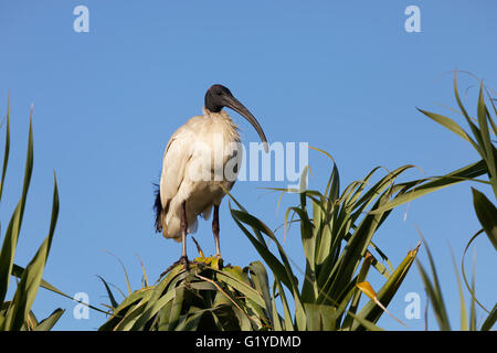 Australische White Ibis (Threskiornis Molukken) sitzen auf Baum, Caloundra, Queensland, Australien Stockfoto