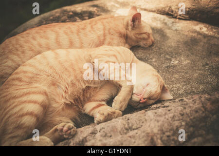 Zwei Katzen sind auf einem Felsen draußen schlafen. Stockfoto