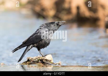 Rufen AAS-Krähe (Corvus Corone) stehend auf Stein im Wasser, Hessen, Deutschland Stockfoto