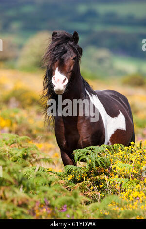 Dartmoor Hill Highland Pony, braun weiss gepunktet, Hengst, blühende Heide, Moor, Nationalpark Dartmoor, Devon Stockfoto