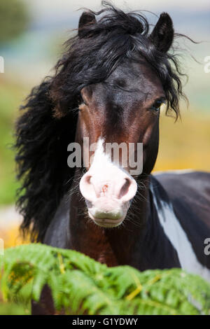 Dartmoor Hill Highland Pony, schwarz gefleckt weiß, Porträt, Dartmoor National Park, Devon, Vereinigtes Königreich Stockfoto