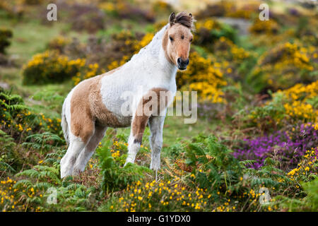 Dartmoor Hill Highland Pony, braun weiss pied, Fohlen, blühende Heide, Moor, Nationalpark Dartmoor, Devon, Vereinigtes Königreich Stockfoto