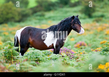 Dartmoor Hill Highland Pony, braun weiss gepunktet, Hengst, blühende Heide, Moor, Nationalpark Dartmoor, Devon Stockfoto