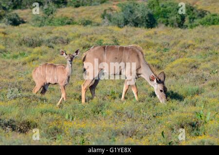 Größere Kudus (Tragelaphus Strepsiceros), junge nach seiner Mutter Weiden, Addo Elephant National Park, Eastern Cape Stockfoto