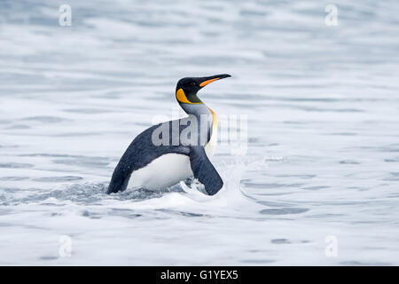 King Penguin Aptenodytes Patagonicus Salisbury Plain Süd-Georgien Stockfoto