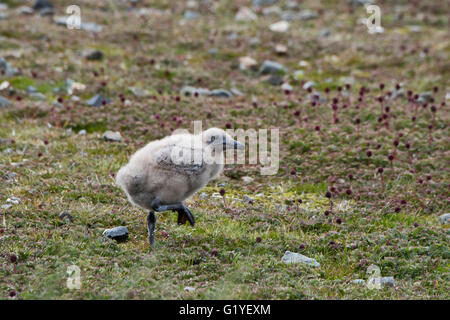 Braune Skua Stercorarius Antarcticus Küken Salisbury Plain Süd-Georgien Stockfoto