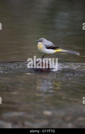 Graue Bachstelze, Motacilla Cinerea, alleinstehende Frau durch Wasser, Warwickshire, April 2016 Stockfoto