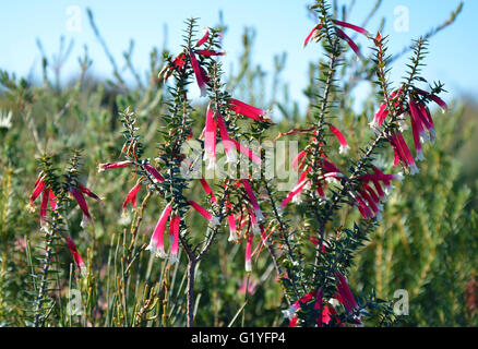 Rosa, roten und weißen glockenförmigen Blüten der australische Fuchsia Heide Stockfoto