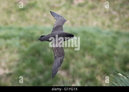 White-chinned Petrel Procellaria Aequinoctialis über Brutkolonie in Grasbüschel bedeckt Hang King Haakon Bay South Georgia Stockfoto