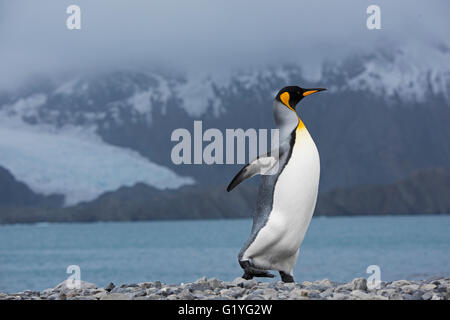King Penguin Aptenodytes Patagonicus Holmestrand Südgeorgien Stockfoto