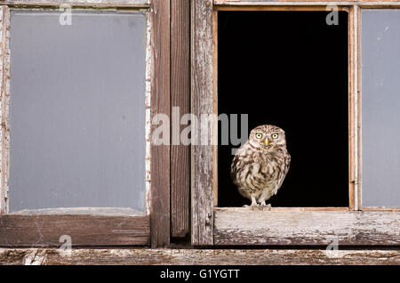 Wilde adult Steinkauz (Athene Noctua) thront am Eingang des Nest/Roost-Website Stockfoto