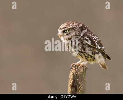 Wilde Adult Steinkauz (Athene Noctua) thront auf hölzernen Zaunpfosten Stockfoto