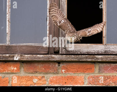 Wilde adult Steinkauz (Athene Noctua) fliegen vom Brutplatz auf der Suche nach Nahrung Stockfoto
