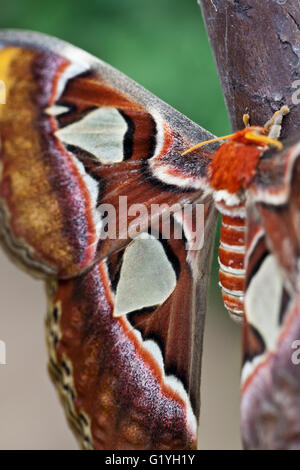 Gian-Moth 'Attacus Atlas' Stockfoto