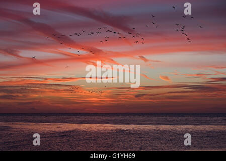 Austernfischer Haematopus Ostralegus gonna gegen einen spektakulären Sonnenuntergang über der Wäsche bei Snettisham Norfolk am hohen Tid Schlafplatz Stockfoto