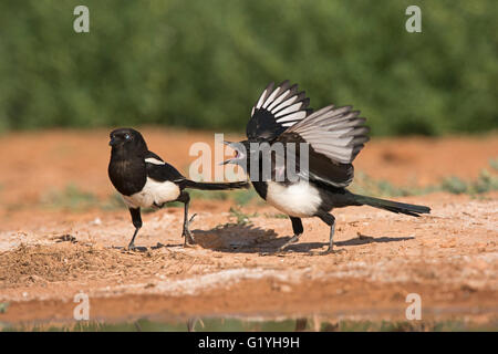 Eurasische Elster Pica Pica junge betteln Belchite Spanien Stockfoto