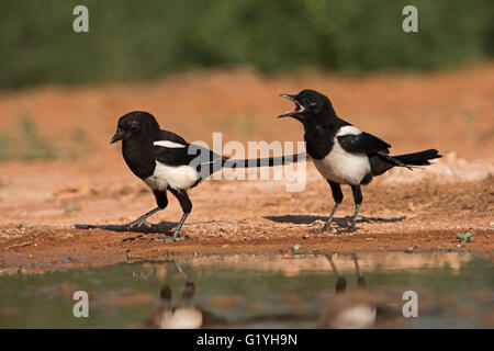 Eurasische Elster Pica Pica junge betteln Belchite Spanien Stockfoto