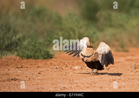 Schwarzbäuchigen Sandgrouse Pterocles Orientalis Belchite, Aragon, Spanien Juli Stockfoto