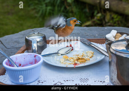 Buchfink Essen Krümel aus Resten der Creme Tee, Exmoor, Großbritannien Stockfoto