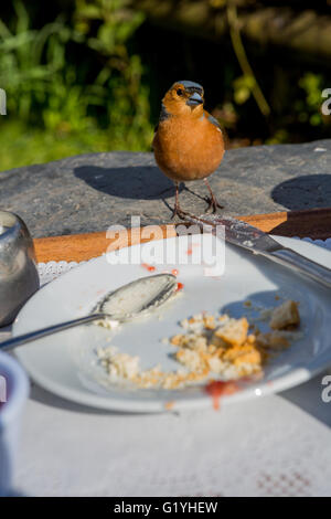 Buchfink Essen Krümel aus Resten der Creme Tee, Exmoor, Großbritannien Stockfoto