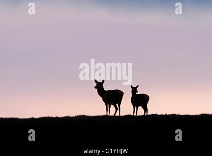 Rothirsch Cervus Elaphus Hind und Jugendliche Silhouette am Hügel Forsinaird der fließt Sutherland & Caithness Schottland Stockfoto